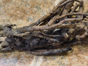 涵山菏泽观赏牡丹花苗盆栽庭院花卉洛阳牡丹树苗室内外阳台重瓣大花 10赵粉 2到3分支 实拍图