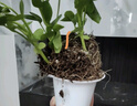 樱霞【顺丰上门】花卉植物室内桌面净化空气水培小绿植好养活驱蚊盆栽 吊兰+金钻+七叶莲 带盆 实拍图