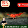 云峰海瑞黑壳虾清洁虾观赏虾 鱼缸水族箱水草缸清洁除藻淡水 【漂亮清洁虾】樱花虾25只送两只 实拍图
