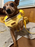 嬉皮狗小狗狗牵引绳背心式遛狗绳子小型犬胸背带狗链子 M码 建议4-10斤 实拍图