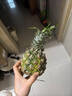 鲜武士金钻凤梨正宗手撕凤梨甜蜜蜜凤梨热带水果无眼树上熟新鲜水果生鲜 大果1个装 甜蜜蜜凤梨(台农16号) 实拍图