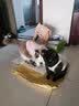 醇粹猫粮全价全期成猫幼猫老猫粮均衡营养高蛋白无谷鲜肉冻干纯粹猫粮 CFD2/鳕鱼冻干猫粮/5kg 实拍图