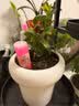 德沃多植物营养液通用免稀释棒棒淝18支园艺绿植水培土培盆栽花肥料生根 实拍图
