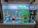 YEE鱼缸灯led灯水草灯防水水族箱节能防溅水支架灯水草灯专用观赏灯 四排【14瓦】灯长48cm（48-57cm鱼缸） 实拍图