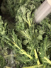 千牛优福羽衣甘蓝250g-500g 新鲜蔬菜沙拉食材 嫩叶甘兰kale健身榨汁 500g 实拍图