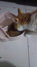 七彩缦七彩缦冻干猫粮5斤2.5kg宠物幼猫成猫全阶段流浪20猫咪主粮深海鱼 果蔬双拼鱼味猫粮5斤 实拍图