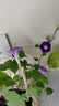 IAM City Farmer牵牛花罐头盆栽绿植花卉种植罐头种子diy盆栽开学季种植作业10068 实拍图