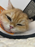 獒少保猫包外出大号猫背包宠物背包太空舱透气便携包双肩包猫咪狗狗用品 升级多功能双肩包蓝色建议20斤内 实拍图