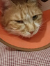 金盾润康眼药水 硫酸新霉素滴眼液狗狗猫咪结膜炎角膜炎红肿流眼泪宠物抗生素 润康眼药水一瓶 实拍图
