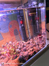 森森（SUNSUN）鱼缸加热棒自动恒温水族箱防爆加热器鱼缸水族用品 三代豪华款100W带保护套(小型鱼缸) 实拍图