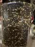 每果时光芝麻海苔碎500g紫菜海苔拌饭碎寿司饭团食材儿童宝宝辅食休闲零食 【大罐装·半斤】：250g*1罐（体验装） 实拍图