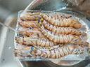 鲜行港湛江竹节虾鲜活速冻超大海捕斑节虾天然海虾基围虾特大号九节虾 1盒 每盒净重一斤9-10条 实拍图