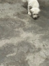 果粒之星纯种拉布拉多犬活体宠物狗拉布拉多幼犬导盲犬寻回犬大型犬 宠物级 实拍图