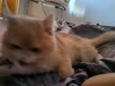 ZEZE猫玩具逗猫棒耐咬猫咪玩具自嗨解闷猫猫用品大全耐磨毛绒玩具 实拍图