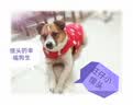 网易天成宠物火腿肠 成犬幼犬狗狗香肠肉干训练奖励宠物狗零食180g 鸡肉味180g（15g*12支） 实拍图