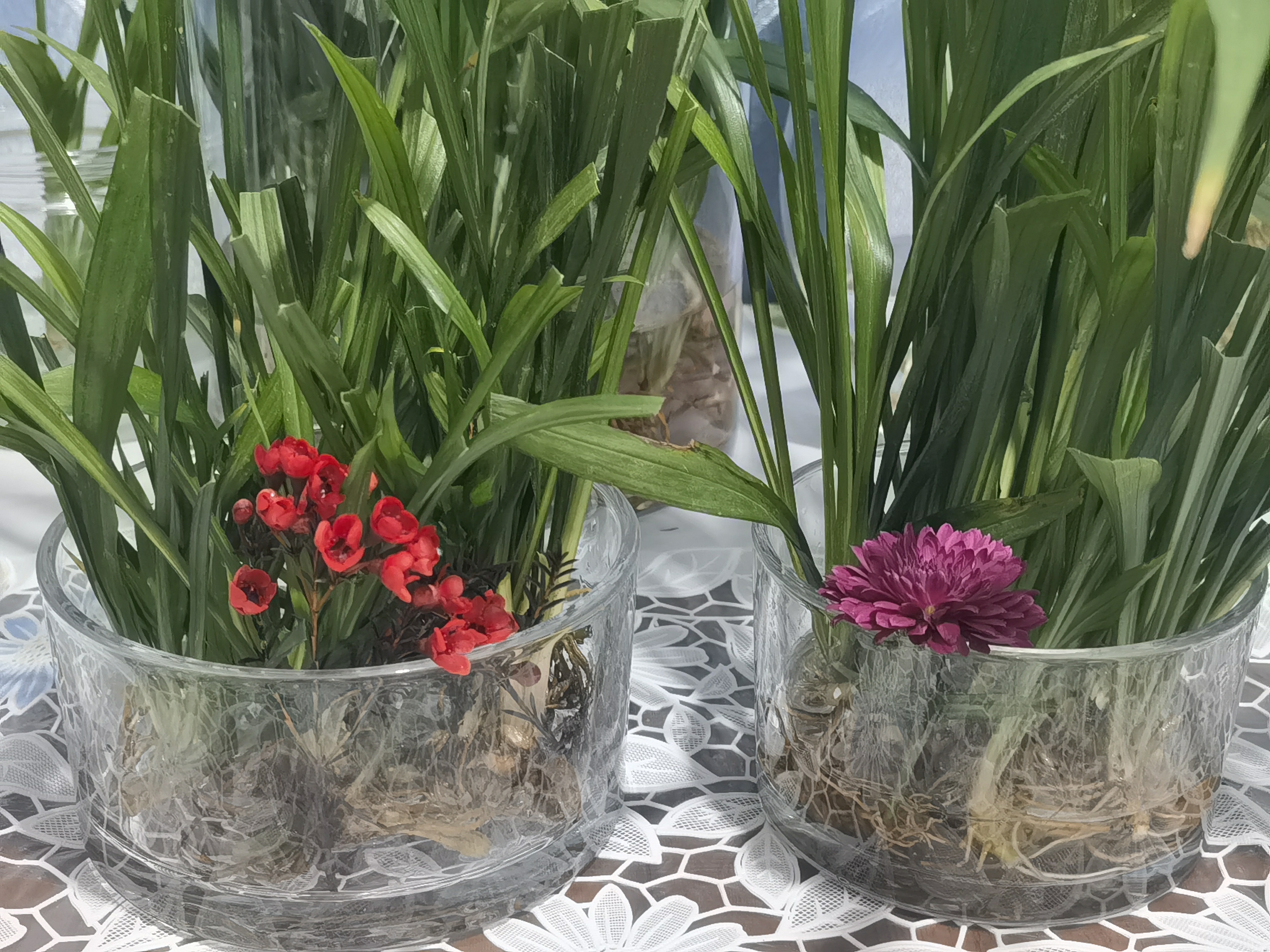 OIMG郁金香水培容器水培玻璃花盆郁金香水养花瓶水仙绿萝风信子植物透 8cm*12cm圆形 大 实拍图