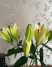 悦多彩AB级优质香水百合 家庭办公室各色生活鲜花 昆明基地 现采直发 黄色百合20朵（双头10枝） 实拍图