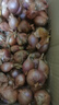 东北小毛葱 紫皮小洋葱新鲜蔬菜笨毛葱头鬼子葱珠葱 5kg 实拍图