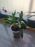 玫绚粉黛石斛兰盆栽带花苞四季开花不断绿植室内阳台花卉易养兰花植物 红泼墨 3苗带多花   送懒人杯 实拍图