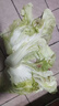 【顺丰】山东有机胶州大白菜 青岛三里河原产炖菜 新鲜当季蔬菜 2颗  8-10斤 实拍图