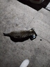 顽皮（Wanpy）猫罐头 泰国原装进口猫咪罐头 宠物猫零食湿粮成猫食品 吞拿鱼＋丁香鱼85g*6罐 实拍图