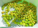 IDEAL 理想农业 红根大圆叶菠菜种子耐寒老品种秋冬菠菜籽基地大罐规格 实拍图