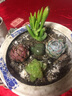 多肉组合盆栽阳台盆栽喜阳植物新手福利按图发货品种花卉好养 网红款9种+不带盆土 实拍图