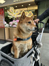 DO DO PET分离式宠物推车中小型犬猫咪外出手推车轻便折叠泰迪柯基狗狗推车 灰色-建议狗狗35斤内，猫咪2-3只 实拍图