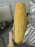 露茵富硒白糯玉米新鲜甜粘糯玉米棒真空装非转火锅食材8根 礼盒装 实拍图