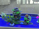 卡奇鱼 斑马鱼 淡水鱼 观赏鱼 小型观赏鱼 热带鱼 蝶翼斑马荧光好养易活 八色套餐A（图上每种各1条） 实拍图