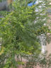 开时果 文竹盆栽桌面摆件盆景 办公室植物竹子水培绿植盆景源头直发包邮 【推荐款】哥窑浅绿盆+苔藓+底座 实拍图