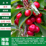 四万公里【买一送一】车厘子树苗美早樱桃树水果树裸根苗南北方种盆栽地栽 实拍图