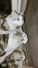 佩玛思特猫粮 深海鱼鸡肉系列 成猫幼猫低敏猫主粮 佩玛斯特 毛发管理成猫粮10kg 实拍图