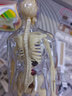 OEMG人体结构骨骼模型解剖可拆卸拼装内脏器官结构人体模型儿童玩具  全透明款-人体模型 【可视化，可拼装】 实拍图