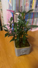 幼薇小叶栀子花四季盆栽植物室内好养办公室桌面带盆景花苞开花小绿植 栀子花+祥瑞狮瓷盆+方形底盘 带盆栽好 实拍图