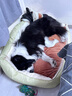 多可特（D-cat） 狗窝四季通用猫狗窝小中大型犬冬季夏季狗床狗用品猫狗垫子沙发 防水款 XL-90*70*28cm建议80斤内 实拍图