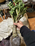 蝴蝶之舞 玉树盆栽老桩盆景大型多肉植物室内阳台办公桌红边大叶多肉植物 玉树7年苗（杆子3cm粗40cm高） 不含盆 实拍图
