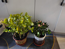【莎之槿园艺】杜鹃花苗盆栽带花苞四季开花不断室内观花卉绿植植物老桩大棵好养 粉色杜鹃花+(简易袋)带花苞 含盆 实拍图