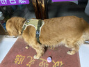 嬉皮狗狗狗牵引绳大型犬胸背带背心式防爆冲遛狗绳子 XL码 建议46-90斤 实拍图