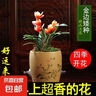 水培金边兰花苗金枝玉叶 室内办公室小盆栽绿植花卉好养四季兰花 红玉冠2苗裸根 包成活 实拍图