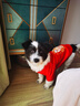 憨憨宠 狗狗衣服 猫衣服宠物衣服变身装猫咪衣服中小型犬幼犬秋冬服装 小舞狮款 XL号建议体重10-18斤 实拍图
