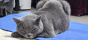 伟嘉猫粮成猫幼猫粮营养全面 成猫吞拿鱼及三文鱼味3.6kg 实拍图