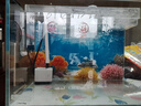 佳璐（jialu） 超白鱼缸玻璃桌面客厅生态小型斗鱼金鱼造景懒人养鱼水草缸 350*200*220mm超白缸 超白裸缸 实拍图