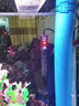 森森（SUNSUN）鱼缸加热棒自动恒温水族箱防爆加热器鱼缸水族用品 三代豪华款200W带保护套(中小型鱼缸) 实拍图