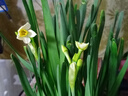 水仙花种球年宵绿植花卉室内水培桌面盆栽植物土培种球 水仙种球 【活动款】水仙种球4粒(7-8cm) 实拍图