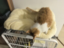 梵都宠舍狗窝垫子睡垫加厚加绒可水洗猫床垫冬季保暖猫咪睡觉用垫子大号 实拍图