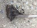 嫣蓝车厘子树苗大樱桃苗盆地栽果树苗美早苗1-1.5公分粗1棵源头直发 实拍图