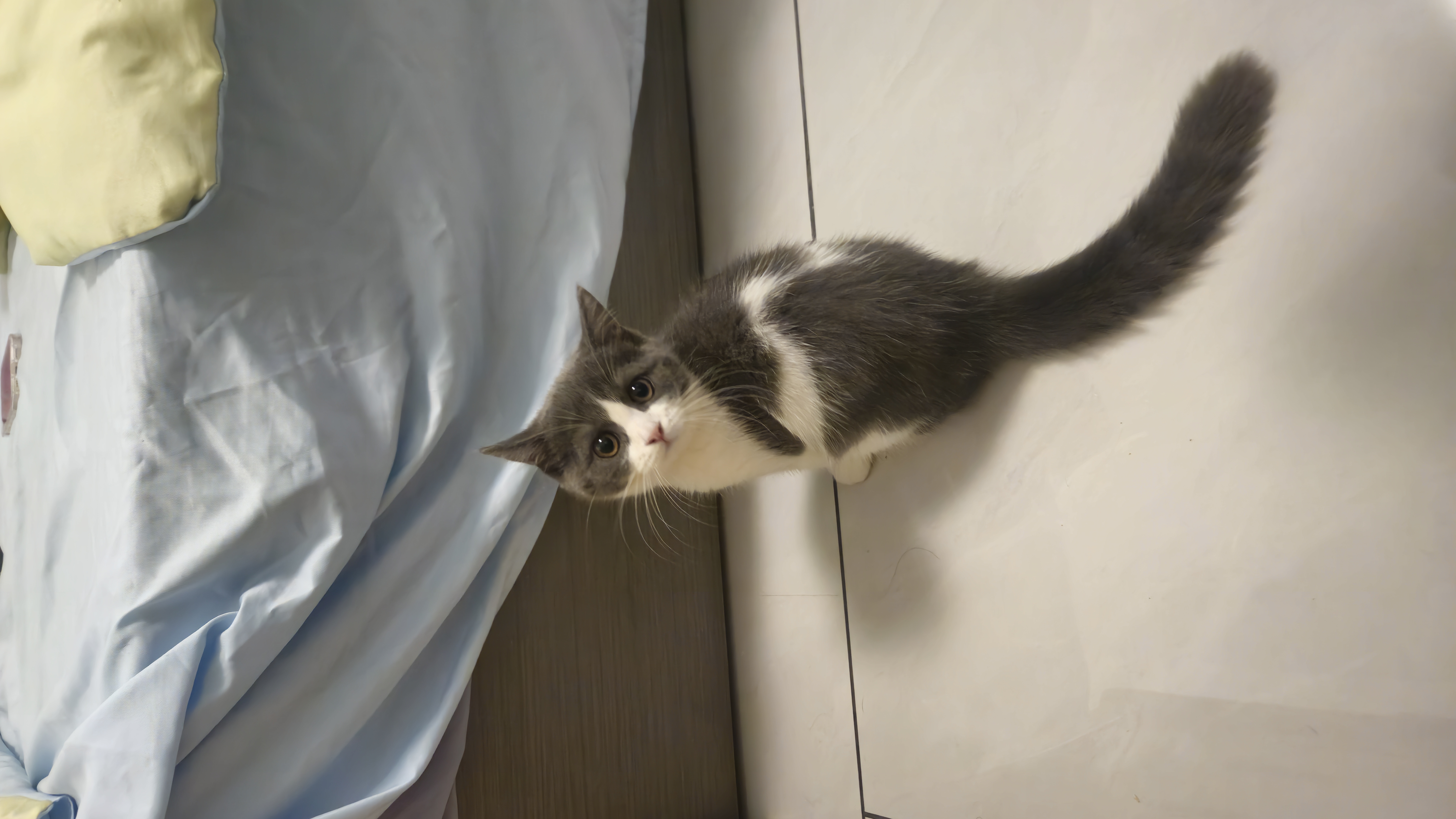 派迪诺 宠物狗狗猫咪鲨鱼软骨素钙片健骨补钙泰迪金毛幼犬钙大型犬柯基 软骨素钙片 300片*1瓶 +维生素片 实拍图