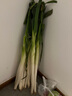 京地达正宗山东章丘大葱10斤礼盒  葱白长约55cm送礼用蔬菜源头直发包邮 实拍图