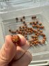 欧梵洛 印尼小金刚菩提子108颗树王树神双龙纹蜂窝原籽小金刚佛珠手串链 树王小金刚108颗(9mm) 实拍图